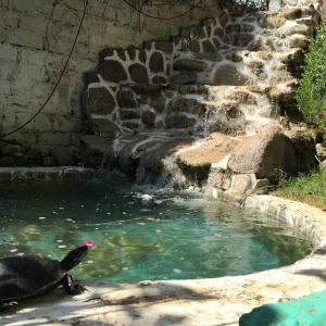  - tlajomulco, vive en armonia