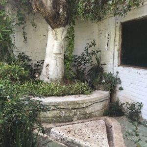  - zapopan, vivir libremente