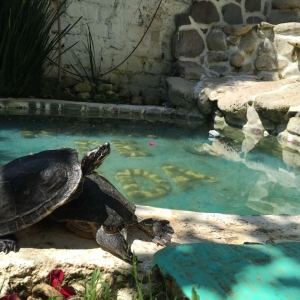  - salud emocional, vive en armonia